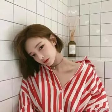 飞贼白菊花